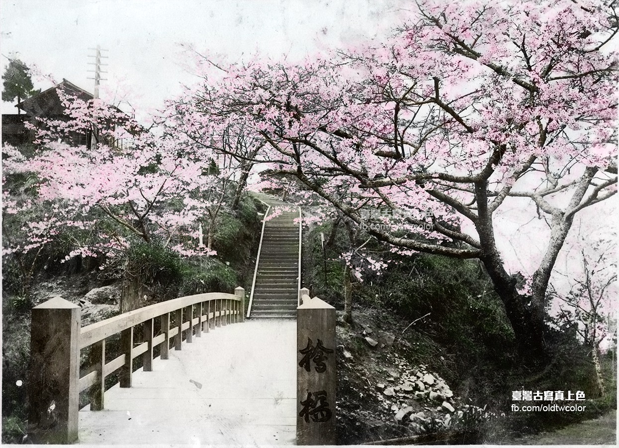 日本統治時代阿里山桜