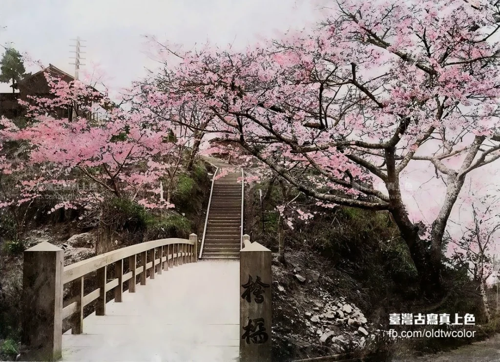 日本統治時代の阿里山の桜