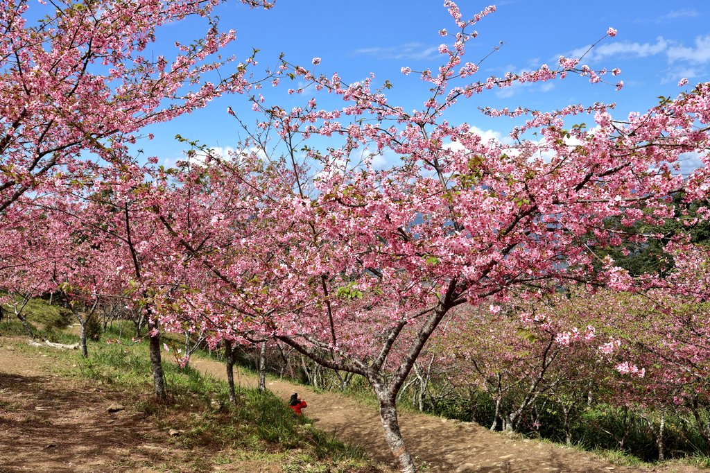 台湾おすすめの桜の名所。高雄の寶山二集團櫻花公園