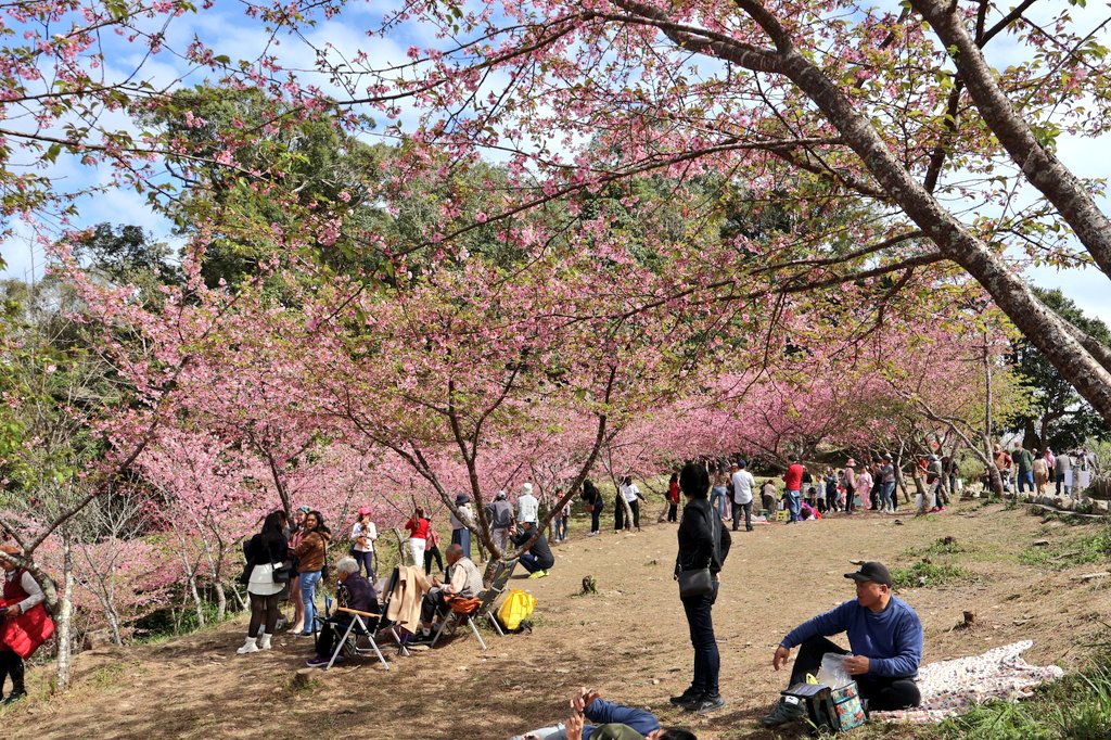 台湾の桜と花見をする人。高雄の寶山二集團櫻花公園