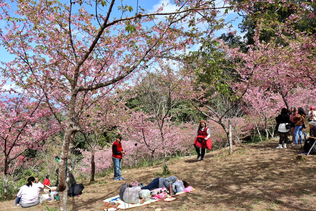 台湾の桜と花見をする人。高雄の寶山二集團櫻花公園