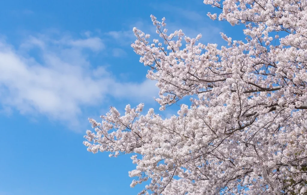 台湾の桜のイメージ画像